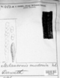 Melanconis modonia image